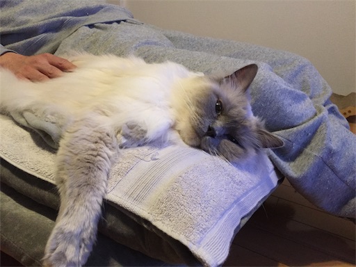 f:id:templecat:20200328080055j:image f:id:templecat:20200328080055j:image