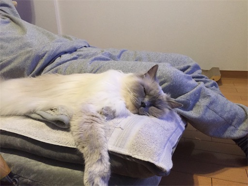 f:id:templecat:20200328081422j:image f:id:templecat:20200328081422j:image