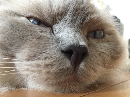 f:id:templecat:20200702125541j:image