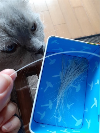 f:id:templecat:20220731125831j:image
