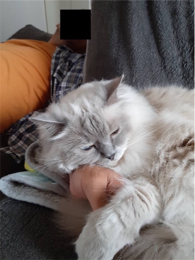 f:id:templecat:20220808221542j:image