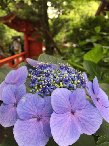 f:id:templecat:20220816141651j:image