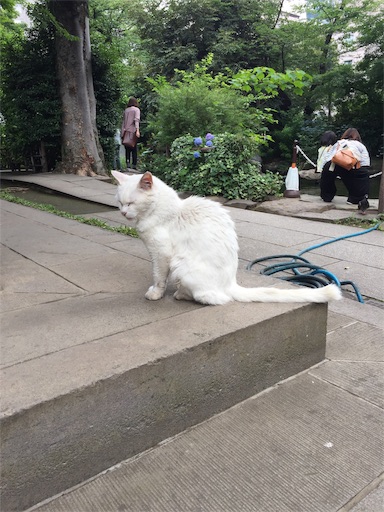 f:id:templecat:20220816141832j:image
