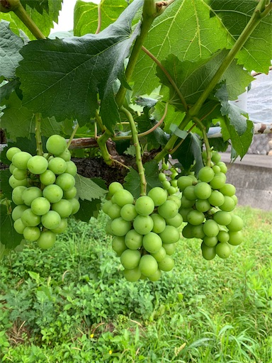 f:id:ten122439:20190620094247j:image f:id:ten122439:20190620094247j:image
