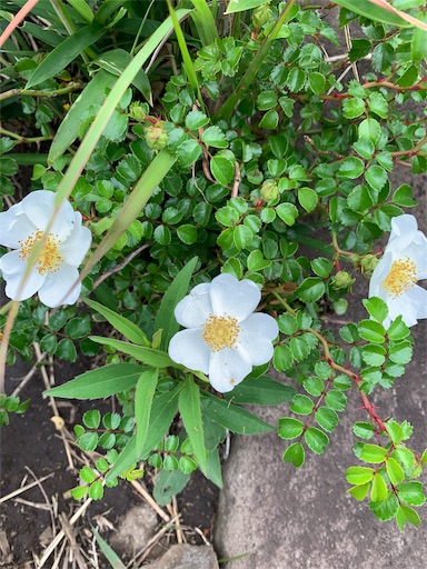 f:id:ten122439:20190620094908j:image f:id:ten122439:20190620094908j:image