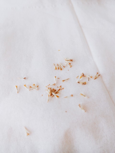 18年 花かんざし 種を採る方法まとめ てなぐさ