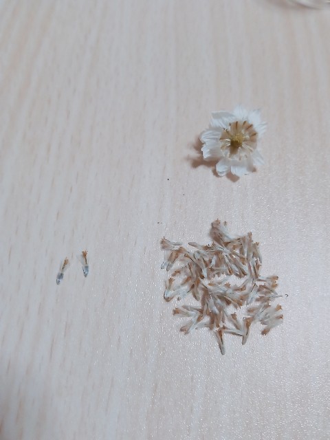 18年 花かんざし 種を採る方法まとめ てなぐさ