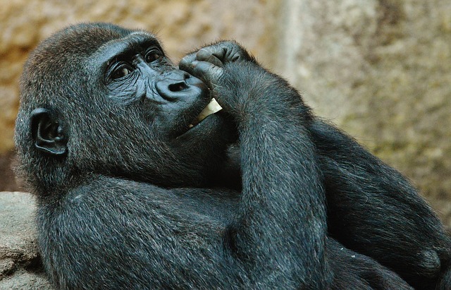 f:id:tender-gorilla:20180701094950j:plain f:id:tender-gorilla:20180701094950j:plain