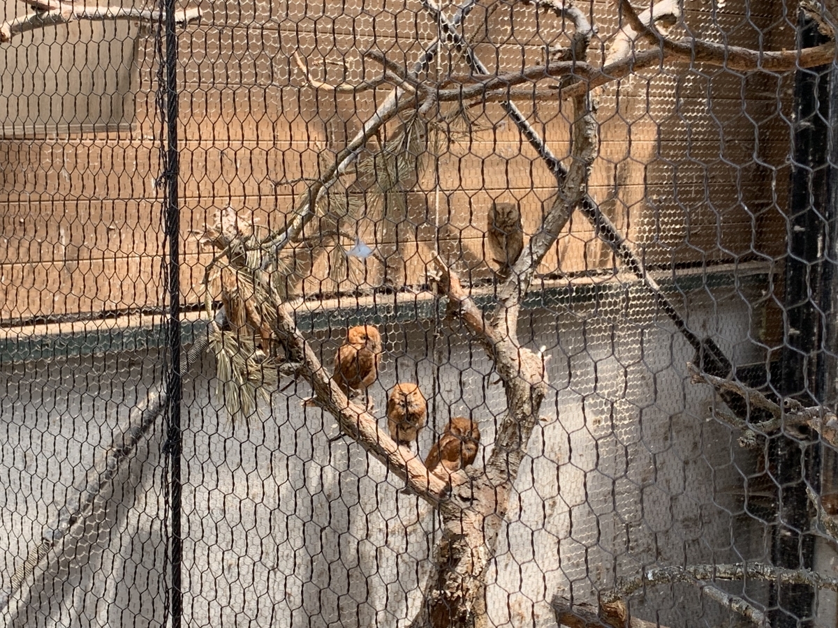 f:id:tender-gorilla:20190626204253j:plain f:id:tender-gorilla:20190626204253j:plain