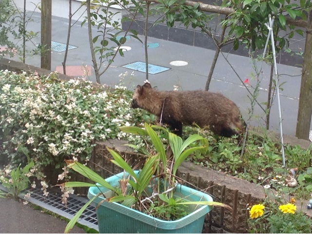 f:id:tender-higashikoyodai:20161011220901j:plain f:id:tender-higashikoyodai:20161011220901j:plain