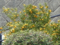 20100415123815