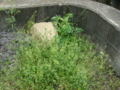 20100415124241