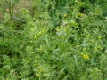 20100415124248