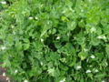 20100415124315