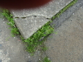 20100415124759