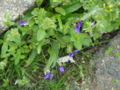 20100415124810