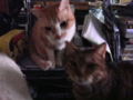 20100422121453
