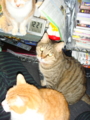 20100422121707