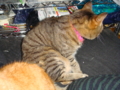 20100422121734