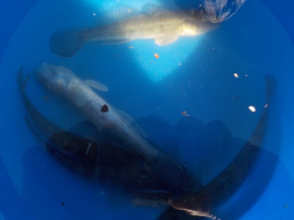 f:id:tengudo_staff:20171028103617j:plain