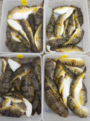 f:id:tengudo_staff:20171117130704j:plain