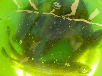 f:id:tengudo_staff:20171202123756j:plain f:id:tengudo_staff:20171202123756j:plain