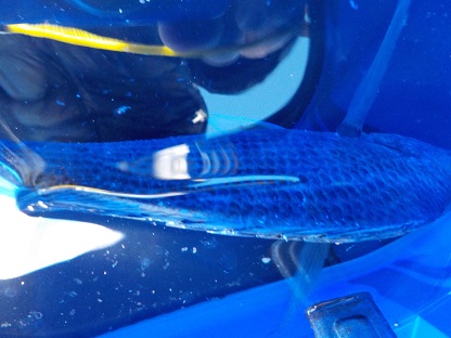 f:id:tengudo_staff:20171202123806j:plain f:id:tengudo_staff:20171202123806j:plain