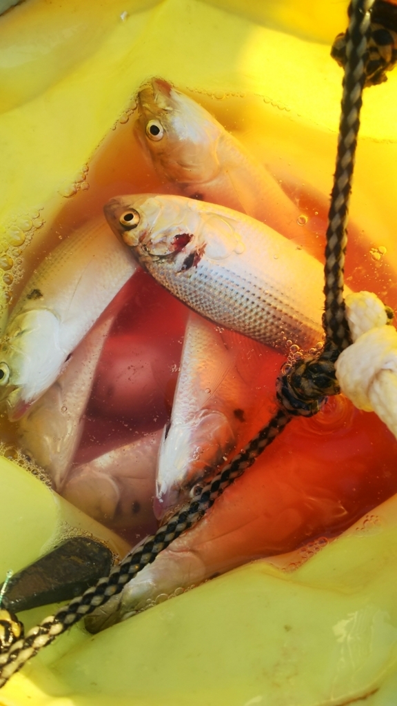 f:id:tengudo_staff:20171223174115j:plain f:id:tengudo_staff:20171223174115j:plain