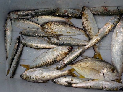 f:id:tengudo_staff:20171230123915j:plain