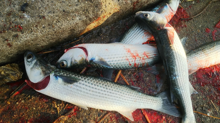 f:id:tengudo_staff:20180120111941j:plain f:id:tengudo_staff:20180120111941j:plain