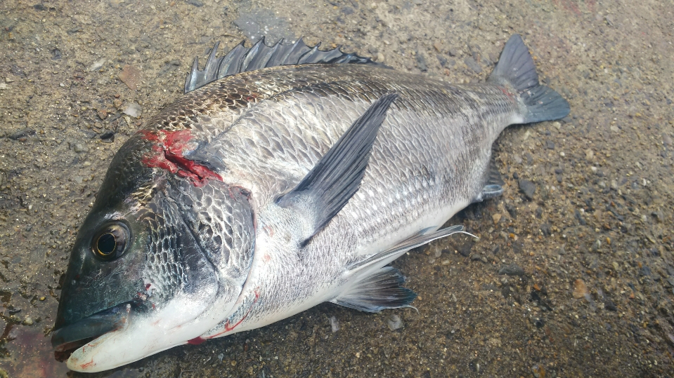 f:id:tengudo_staff:20180210120522j:plain f:id:tengudo_staff:20180210120522j:plain