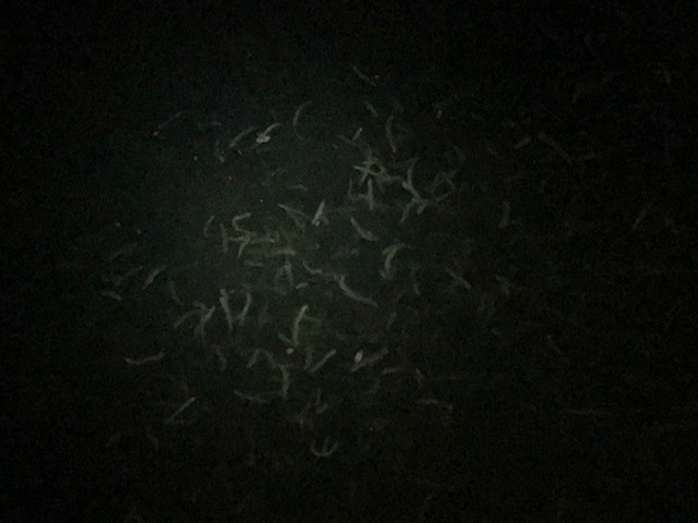 f:id:tengudo_staff:20180210201736j:plain f:id:tengudo_staff:20180210201736j:plain