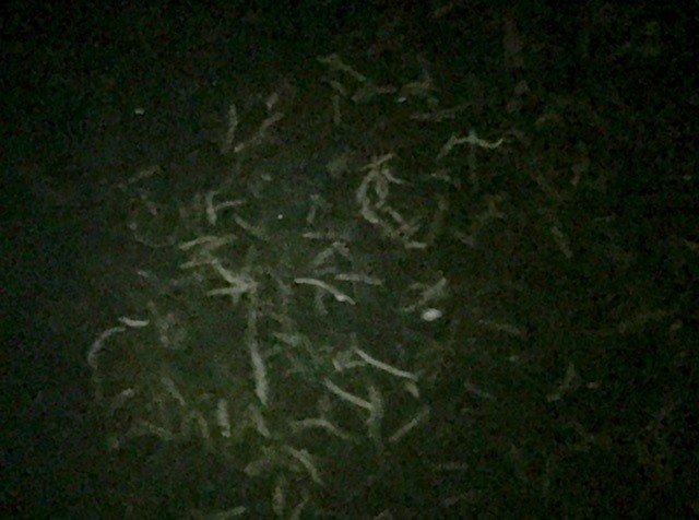 f:id:tengudo_staff:20180210201738j:plain f:id:tengudo_staff:20180210201738j:plain