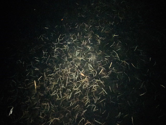 f:id:tengudo_staff:20180222163504j:plain f:id:tengudo_staff:20180222163504j:plain