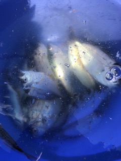 f:id:tengudo_staff:20180602121553j:plain f:id:tengudo_staff:20180602121553j:plain