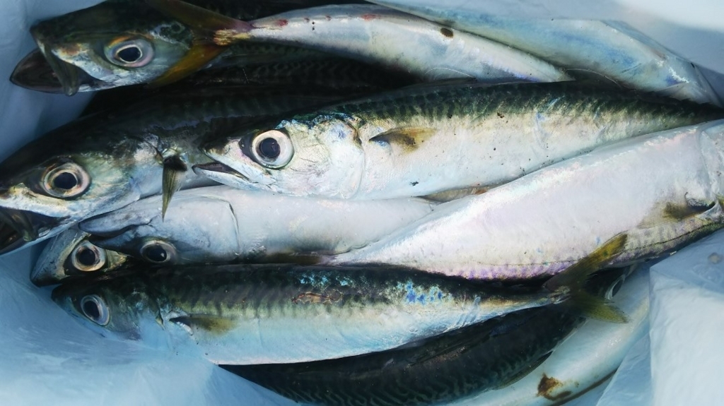 f:id:tengudo_staff:20180721105651j:plain f:id:tengudo_staff:20180721105651j:plain