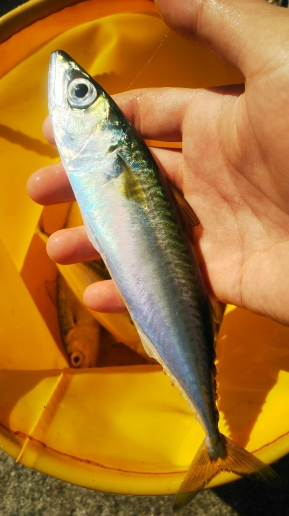 f:id:tengudo_staff:20180721111126j:plain f:id:tengudo_staff:20180721111126j:plain