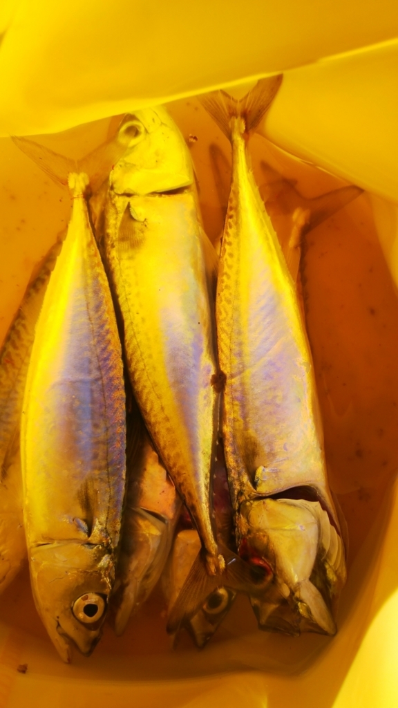 f:id:tengudo_staff:20180721111127j:plain f:id:tengudo_staff:20180721111127j:plain