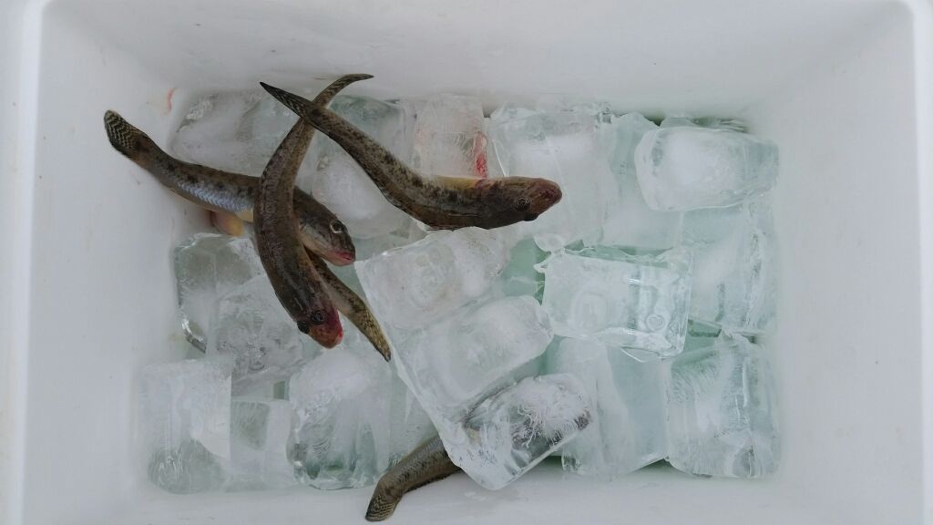 f:id:tengudo_staff:20181006094849j:plain