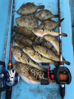 f:id:tengudo_staff:20181006132332j:plain f:id:tengudo_staff:20181006132332j:plain