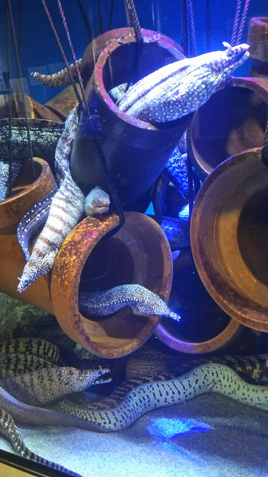 f:id:tengudo_staff:20181006140329j:plain