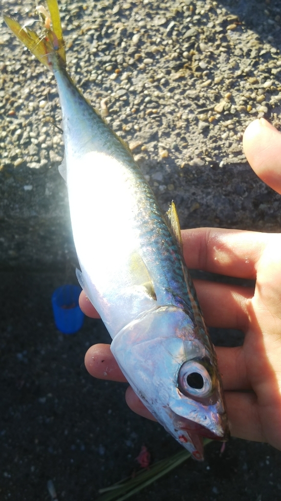 f:id:tengudo_staff:20181009112404j:plain