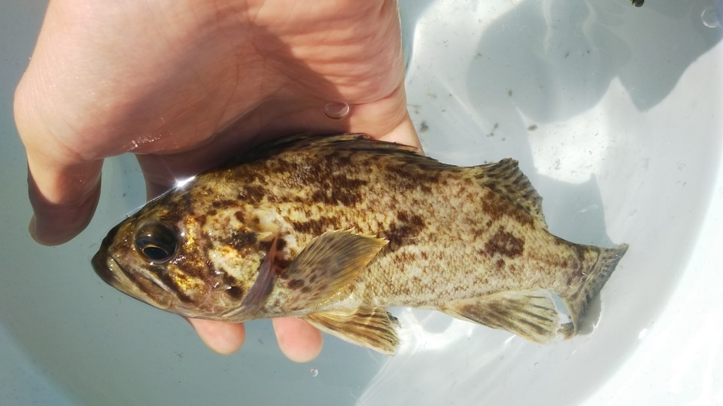 f:id:tengudo_staff:20181009113041j:plain