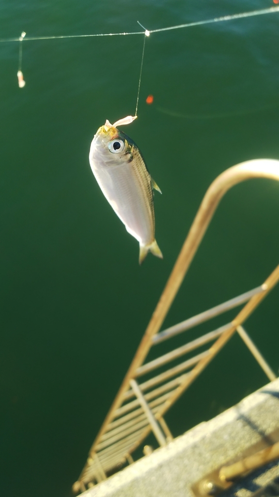 f:id:tengudo_staff:20181009113046j:plain