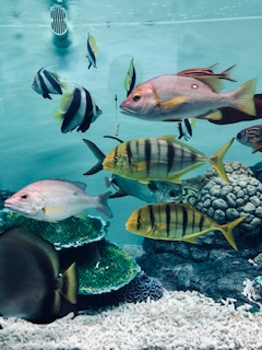 f:id:tengudo_staff:20190411103020j:plain f:id:tengudo_staff:20190411103020j:plain