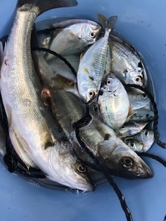 f:id:tengudo_staff:20190420171601j:plain f:id:tengudo_staff:20190420171601j:plain