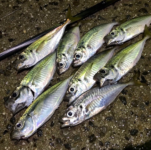 f:id:tengudo_staff:20190914173021j:plain