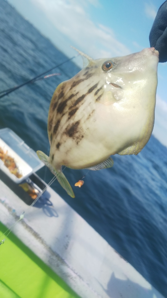 片名港出船 絶好調 カワハギ フグが両方狙える 船カワハギ 天狗堂スタッフによる釣りブログ 片名港出船 絶好調 カワハギ フグが両方狙える 船カワハギ 天狗堂スタッフによる釣りブログ