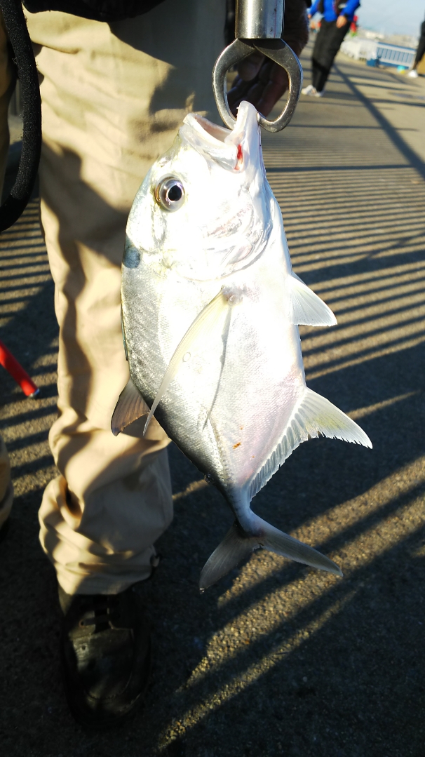 釣場調査 冬でも爆釣 碧南海釣り公園でレジャーフィッシングを楽しもう 天狗堂スタッフによる釣りブログ 釣場調査 冬でも爆釣 碧南海釣り公園でレジャーフィッシングを楽しもう 天狗堂スタッフによる釣りブログ