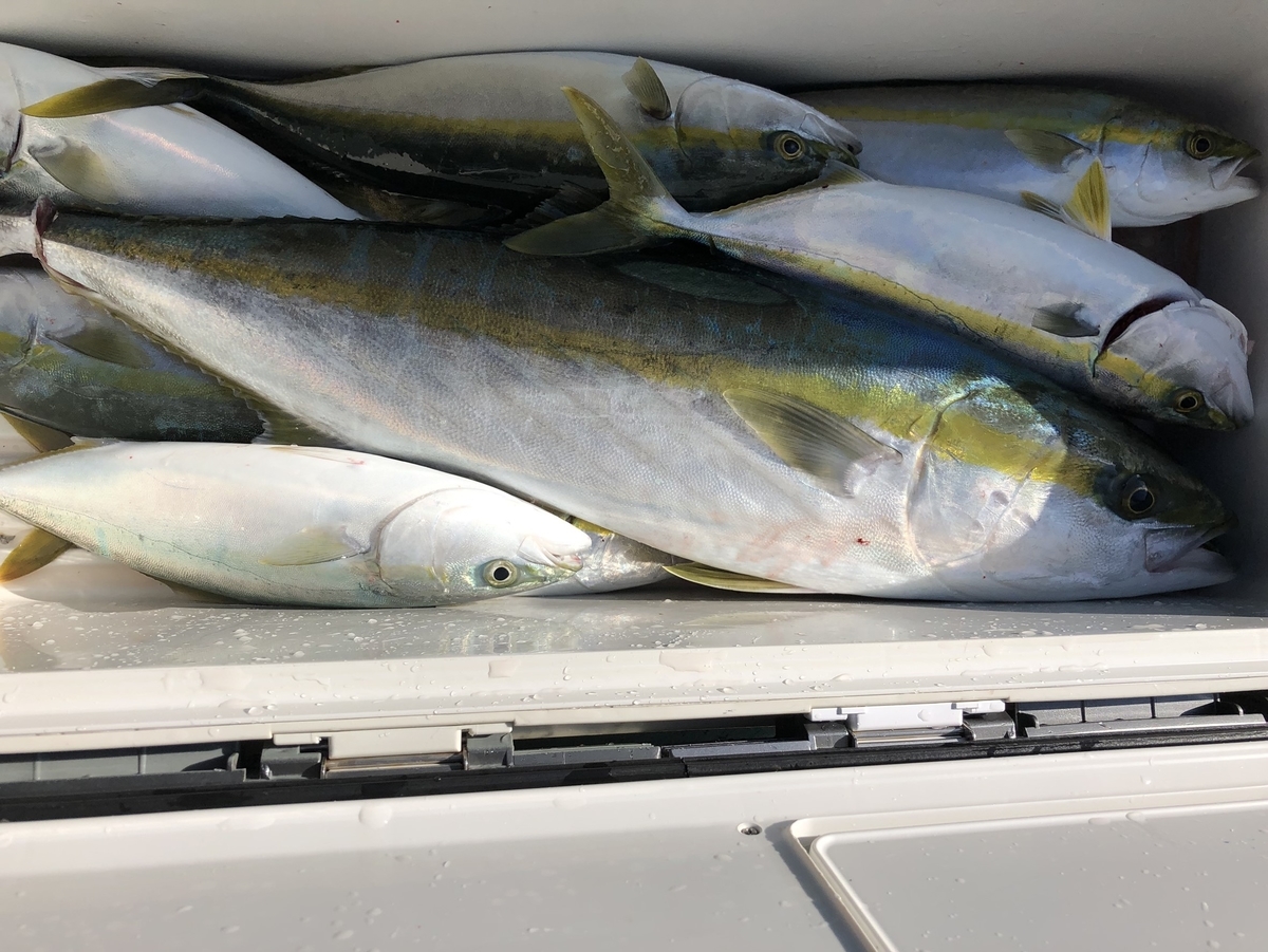 知立店 豪快 激アツ 伊勢湾泳がせ釣り 天狗堂スタッフによる釣りブログ